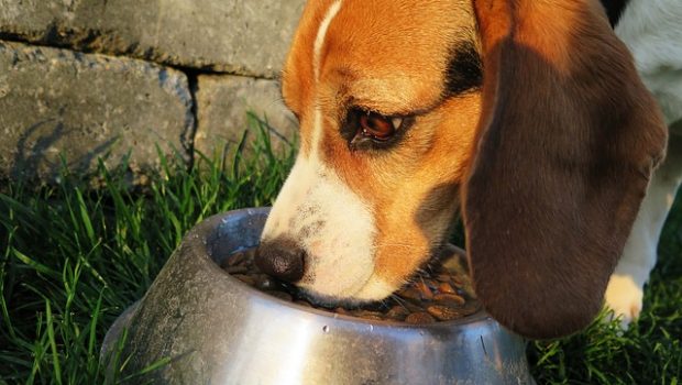dog-2210717_640