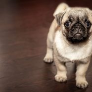 pug-690566_640