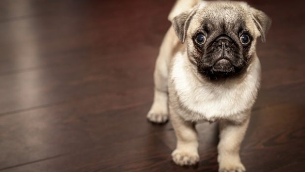 pug-690566_640